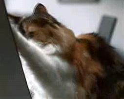 Fluffy, a Caleco cat pawing a sheet of paper